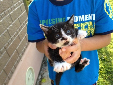 沖縄県 人見知りしないしない明るいオスの 猫の里親募集 ネコジルシ