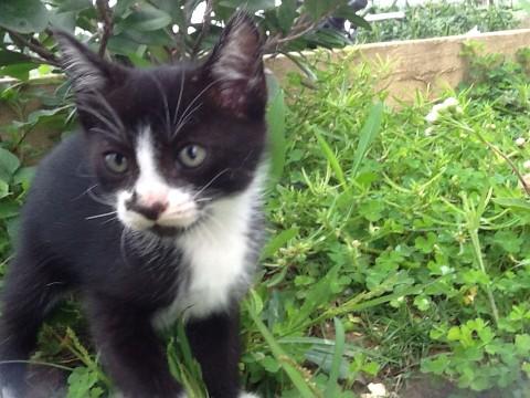 沖縄県 人見知りしないしない明るいオスの 猫の里親募集 ネコジルシ