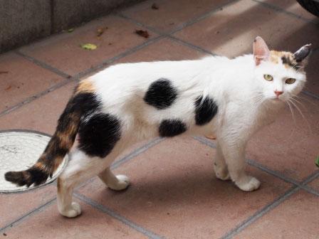 大阪府 小顔で小柄 きれいな三毛猫ちゃん 猫の里親募集 ネコジルシ