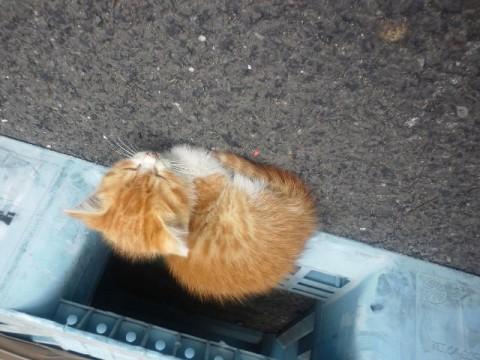 埼玉県 茶色 しっぽが茶と白のしましま 猫の里親募集 ネコジルシ