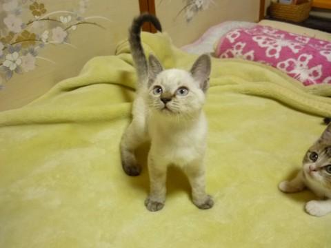 新潟県 雑種 シャム猫柄 目がブルー し 猫の里親募集 ネコジルシ