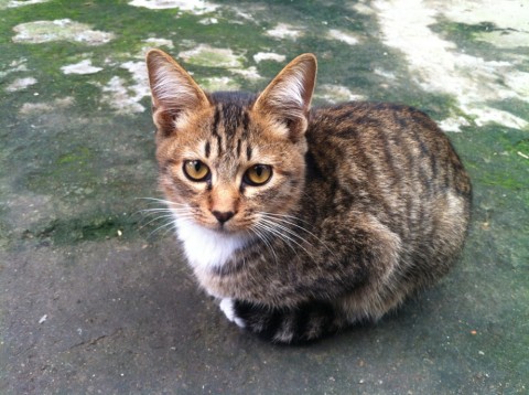 佐賀県 茶色のしましま猫ちゃんです 猫の里親募集 ネコジルシ