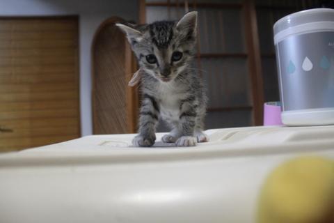 群馬県 タレ目で可愛いい女の子 動物病院 猫の里親募集 ネコジルシ