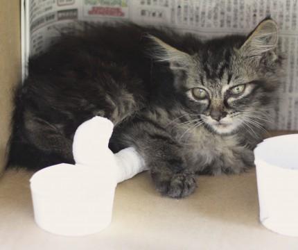 猫]茨城県の里親募集 やや長毛種で、キジトラに近い模様