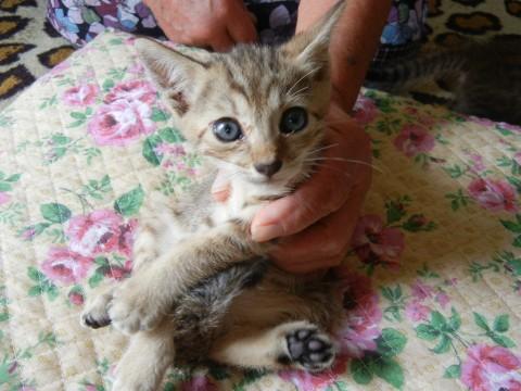 埼玉県 ベンガルミックス 雑種 猫の里親募集 ネコジルシ