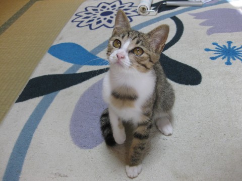 猫]茨城県の里親募集 首の下の白い部分に丸くて横に一本