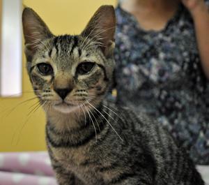 群馬県 姉妹猫のみーちゃん Http 猫の里親募集 ネコジルシ