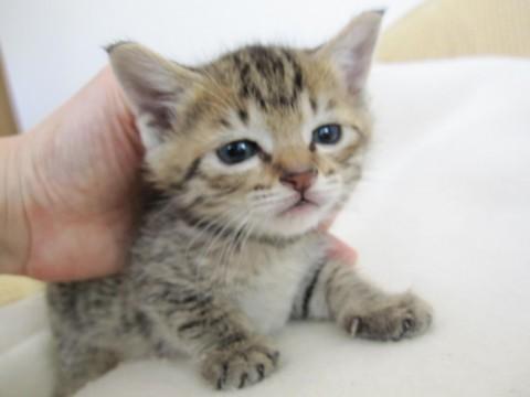 岡山県 かわいいぽてぽての丸顔のきじとら 猫の里親募集 ネコジルシ