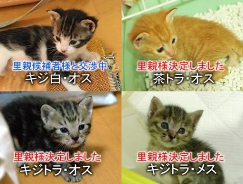 愛知県 種類はキジ白 オス キジトラ 猫の里親募集 ネコジルシ