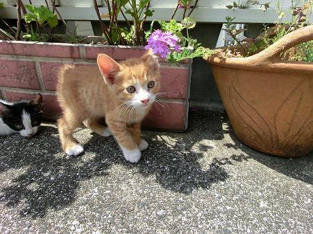 長崎県 短い靴下を履いたように 手足の先 猫の里親募集 ネコジルシ