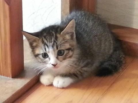 群馬県 おとなしい性格で 人懐っこい子 猫の里親募集 ネコジルシ