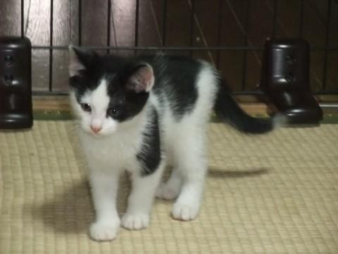 愛知県 白黒八割れ しっぽはまっすぐ長い 猫の里親募集 ネコジルシ