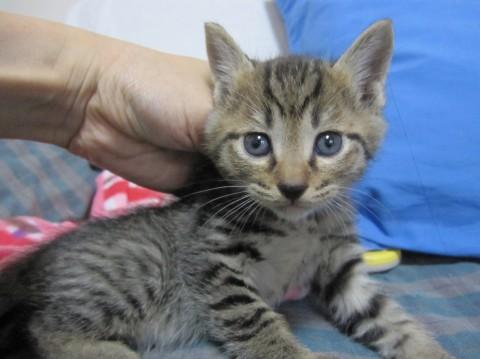 岡山県 かわいいきじとらただのぶくんです 猫の里親募集 ネコジルシ