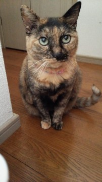 北海道 アンヌマリーちゃんは人が大好きな 猫の里親募集 ネコジルシ