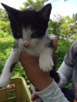 栃木県 のんびりマイペースはちわれちゃん 猫の里親募集 ネコジルシ