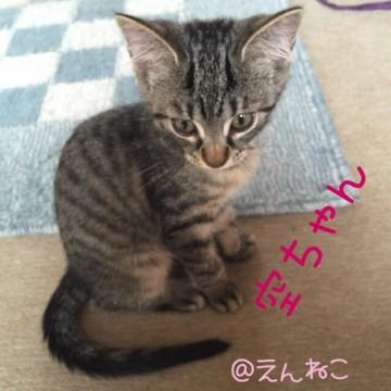 愛知県 多頭飼い崩壊から救出された子猫 猫の里親募集 ネコジルシ