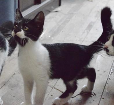 岐阜県 白と黒の面白い柄の子猫 猫の里親募集 ネコジルシ