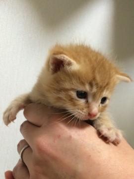 猫]秋田県の里親募集 元気でやんちゃな子猫ちゃん