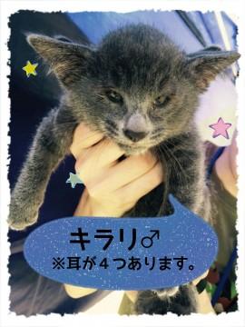 東京都 ﾛｼｱﾝﾌﾞﾙｰのような毛色 猫の里親募集 ネコジルシ