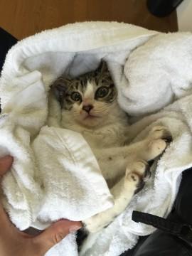 大阪府 夜中に 寒さでうずくまる子猫を 猫の里親募集 ネコジルシ