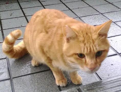 石川県 可愛い声のチャトラ 猫の里親募集 ネコジルシ