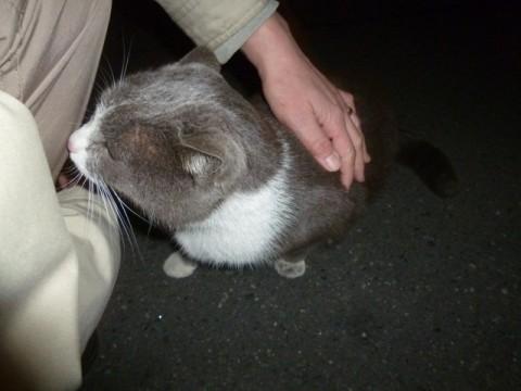 茨城県 人懐っこいグレー白のメス猫ちゃん 猫の里親募集 ネコジルシ