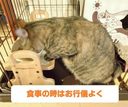 埼玉県 おなかの白パンツ模様が可愛い麦藁柄ねこ 猫の里親募集 ネコジルシ