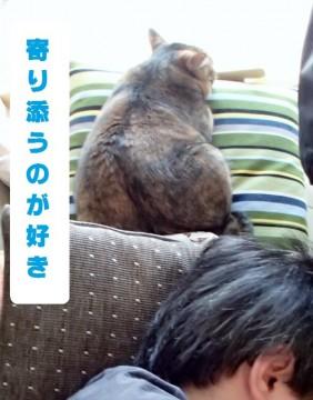 埼玉県 おなかの白パンツ模様が可愛い麦藁柄ねこ 猫の里親募集 ネコジルシ