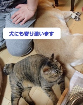 埼玉県 おなかの白パンツ模様が可愛い麦藁柄ねこ 猫の里親募集 ネコジルシ