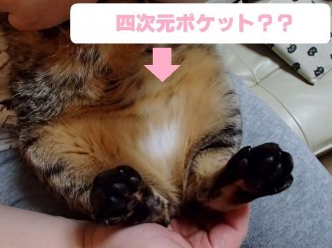 埼玉県 おなかの白パンツ模様が可愛い麦藁柄ねこ 猫の里親募集 ネコジルシ