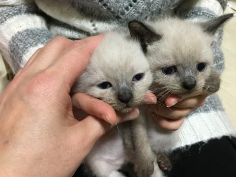 北海道 シャムmix子猫 猫の里親募集 ネコジルシ