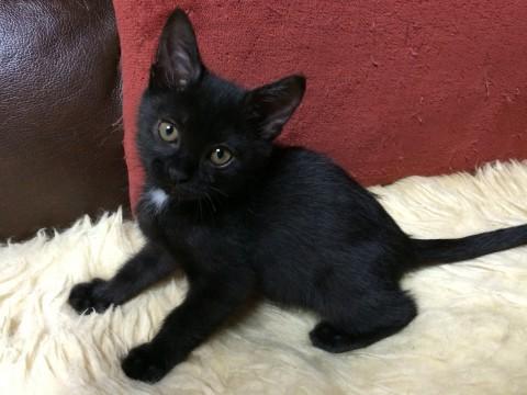 千葉県 かわいい黒猫女の子です 猫の里親募集 ネコジルシ