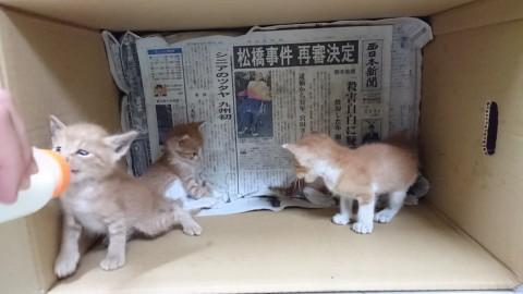 福岡県 捨て猫子猫4匹里親募集 猫の里親募集 ネコジルシ