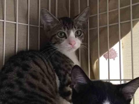 東京都 なかよしべったり兄弟 猫の里親募集 ネコジルシ