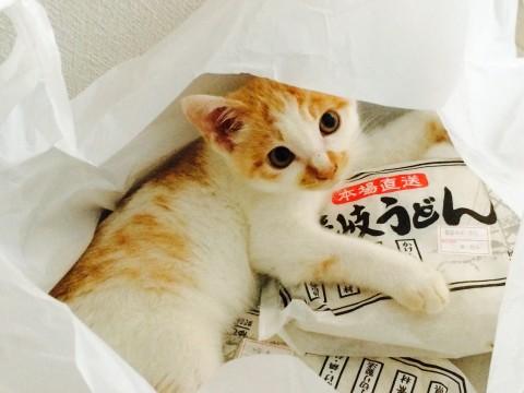 群馬県 とても可愛い子猫です 猫の里親募集 ネコジルシ