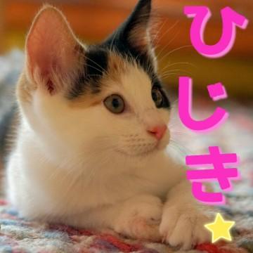 東京都 天然マイペースの癒し系ミケ女子 猫の里親募集 ネコジルシ