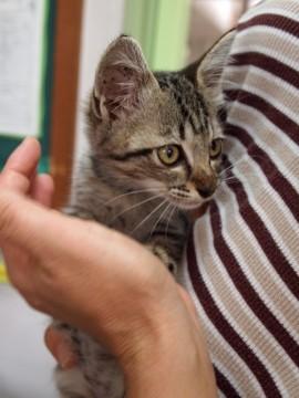 香川県 里親決まりました ありがとうございました 猫の里親募集 ネコジルシ