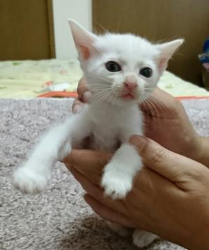 北海道 8 25生まれの白猫ちゃん 猫の里親募集 ネコジルシ