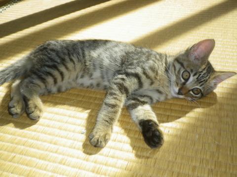 千葉県 全身しましま 猫の里親募集 ネコジルシ