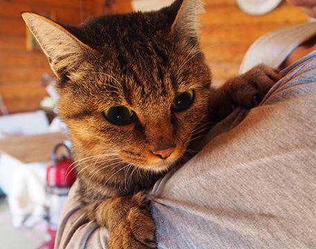 広島県 優しく大人しいとっても可愛い子です 猫の里親募集 ネコジルシ