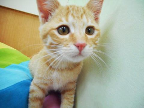 福岡県 たれ目の美男 猫の里親募集 ネコジルシ