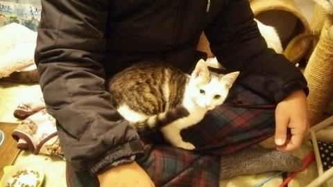 山口県 甘えん坊5か月の男の子 猫の里親募集 ネコジルシ