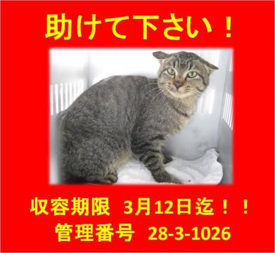 猫]山口県の里親募集 殺処分間近 助けてください。