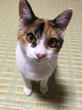 茨城県 キウイみたいな短尾三毛 超小柄なチャミー 猫の里親募集 ネコジルシ