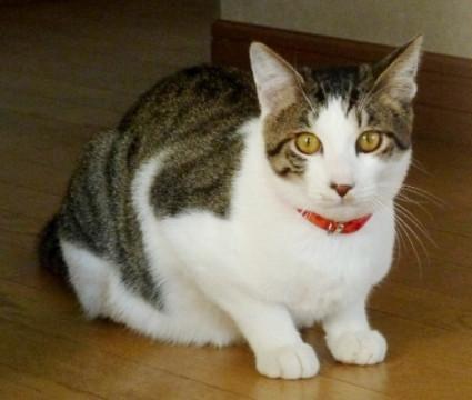 千葉県 ねこざむらいだけどヘタレ君です 猫の里親募集 ネコジルシ