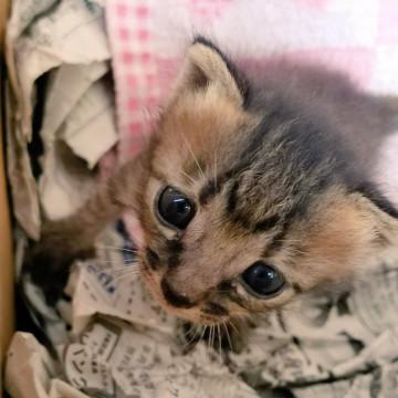 愛媛県 キジトラの女の子 松山市でも引渡し可 猫の里親募集 ネコジルシ