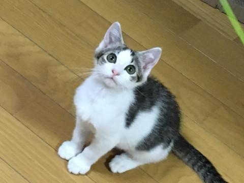 大阪府 可愛い白キジの子猫 猫の里親募集 ネコジルシ