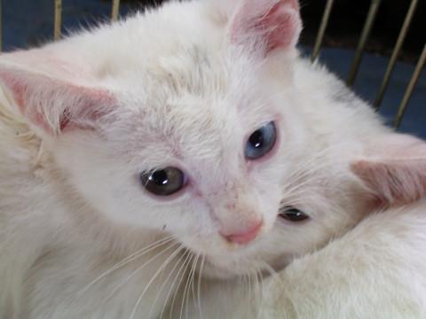 埼玉県 オッドアイの白猫 猫の里親募集 ネコジルシ