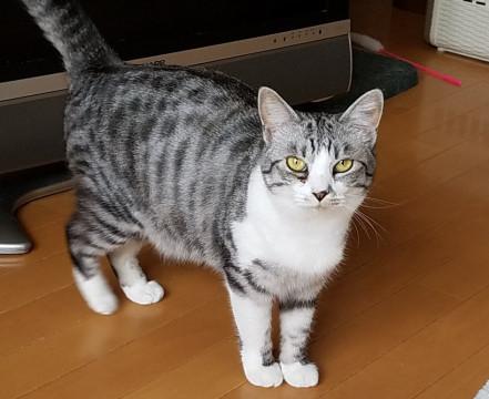 茨城県 ちょっとメタボなグレー猫さん 猫の里親募集 ネコジルシ