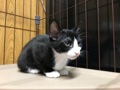 猫]神奈川県の里親募集 ハチワレの靴下くん